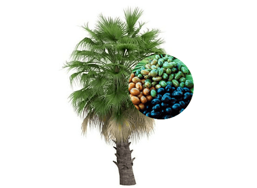 Prostamin Forte contient des fruits de palmier
